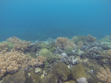 Keindahan bawah laut Kepulauan Banda.